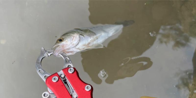 海鲈钓鱼技巧教学？如何提高钓获率？  第1张