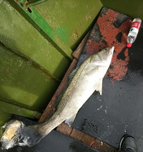 海鲈钓鱼技巧教学？如何提高钓获率？  第3张