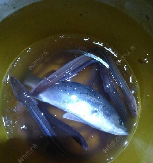 海鲈鱼钓鱼技巧和方法有哪些？如何提高钓获率？  第1张