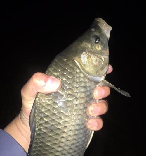 海鲈鱼夜钓技巧有哪些？如何提高夜钓海鲈鱼的成功率？  第1张