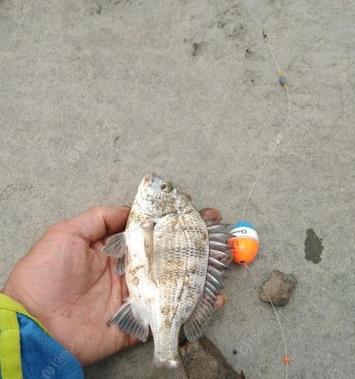 海码头钓鱼技巧有哪些？如何提高钓鱼成功率？  第1张