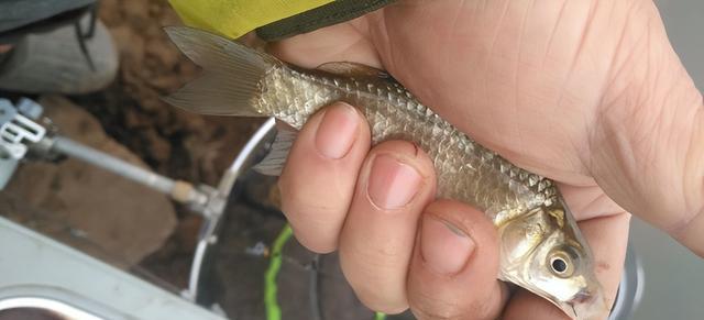 海南大蚯蚓钓鱼技巧和方法是什么？如何提高钓鱼成功率？  第3张