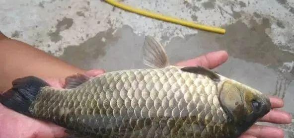 海南冬季野钓鲫鱼技巧是什么？如何提高钓鲫鱼的成功率？  第2张
