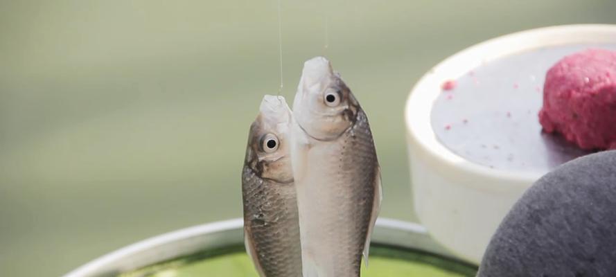 海南冬季野钓鲫鱼技巧是什么？如何提高钓鲫鱼的成功率？  第3张
