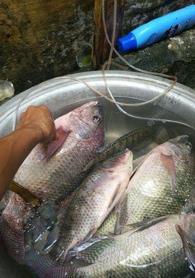 海南水库野钓罗非鱼技巧有哪些？如何提高钓获率？  第3张