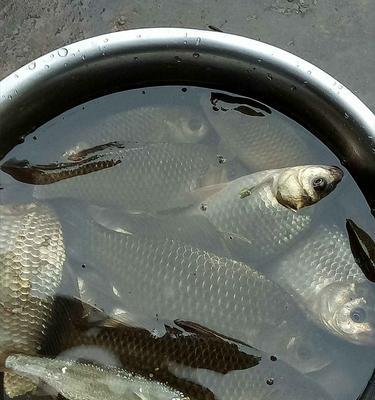 海南野钓大鲫鱼技巧有哪些？如何提高钓获率？  第1张