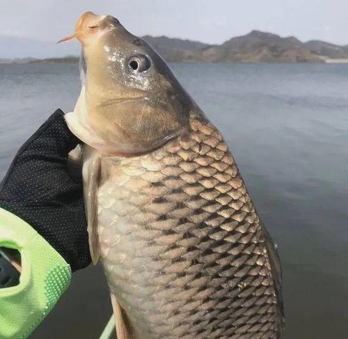 海南野钓大鲫鱼技巧有哪些？如何提高钓获率？  第2张