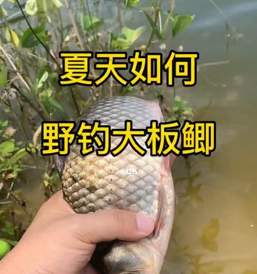 海南野钓淡水鱼技巧有哪些？如何提高成功率？  第3张