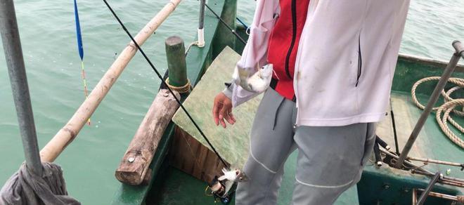 海南野钓金鲳鱼技巧有哪些？如何提高钓获率？  第3张