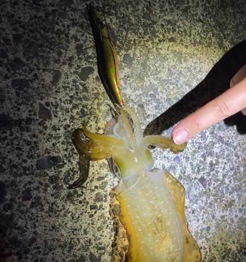 海南夜钓鱿鱼技巧及方法有哪些？如何提高夜钓鱿鱼的成功率？  第3张