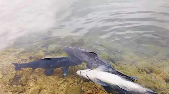 海南一月份钓鱼技巧有哪些？如何应对冬季钓鱼的挑战？  第1张