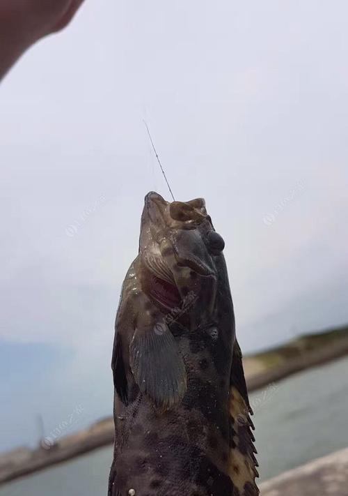 海鸥岛海水淡水交接钓鱼技巧是什么？如何提高钓鱼成功率？  第1张