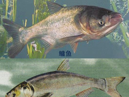 海胖头鱼怎么钓？垂钓技巧有哪些？  第3张
