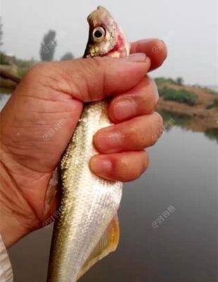 海上钓鱼绝密技巧是什么？如何快速掌握？  第3张