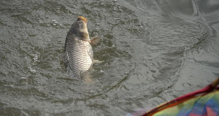 海水淡水交界钓鱼技巧有哪些？如何提高钓获率？  第2张