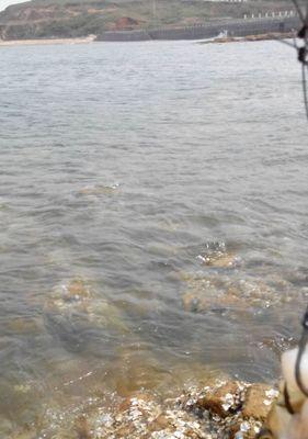 海水钓鱼玩法技巧有哪些？如何提升钓鱼技能？  第1张