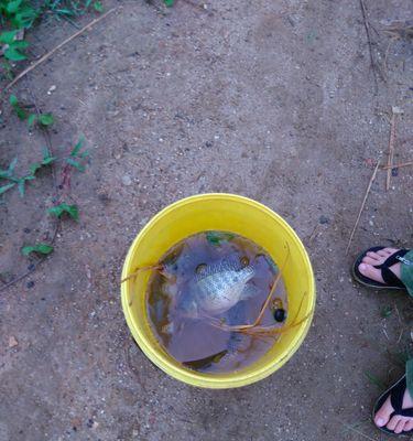 海水塘钓鱼技巧有哪些？如何提高钓鱼成功率？  第1张