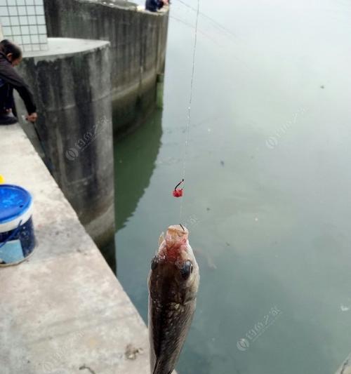 海水闸口钓鱼技巧和方法有哪些？如何提高钓鱼成功率？  第3张