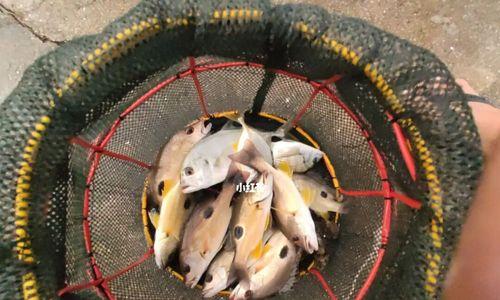 海洋浴场钓鱼技巧有哪些？如何提高钓鱼成功率？  第1张