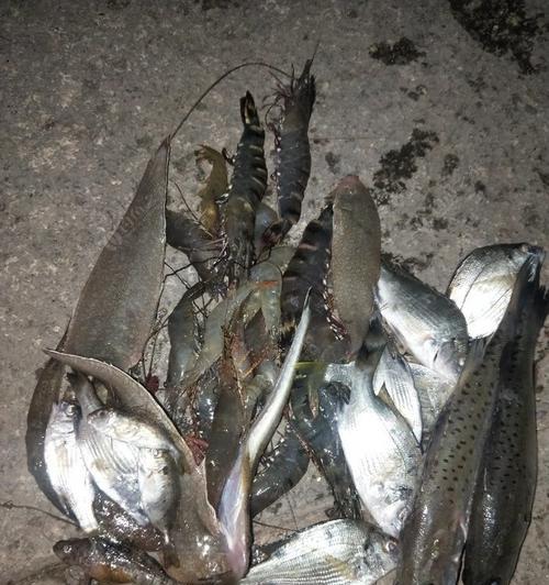 海鱼排钓鱼技巧有哪些？如何提高钓鱼成功率？  第1张