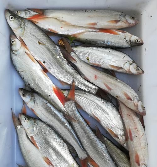 海鱼夜钓最佳时间是什么时候？有哪些夜钓技巧？  第1张