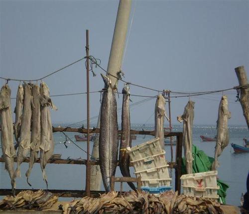 海员码头钓鱼技巧和方法有哪些？如何提高钓鱼成功率？  第3张
