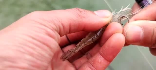 海闸口钓鱼技巧有哪些？如何提高钓鱼成功率？  第2张
