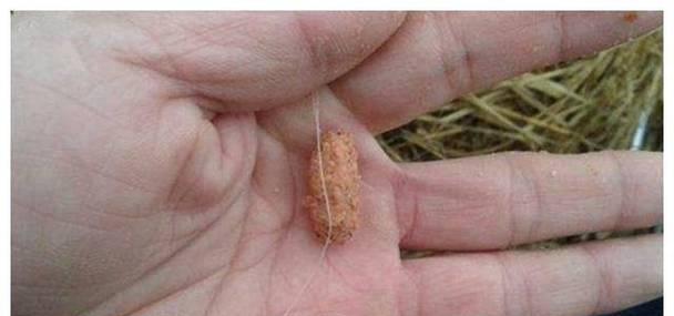 寒露后野钓鲫鱼如何调漂？有哪些技巧？  第1张