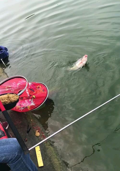 寒露后野河钓鱼技巧有哪些？如何应对季节变化提高钓鱼成功率？  第2张