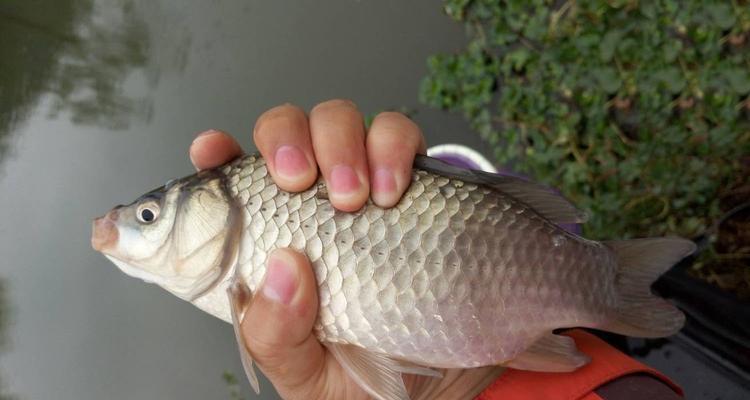 寒露时节野钓鲫鱼如何选择合适饵料？有哪些有效技巧？  第3张
