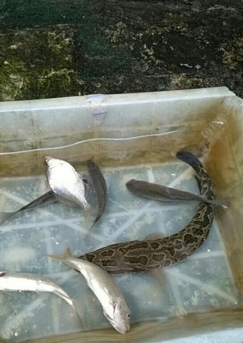 河坝钓鱼方法与技巧是什么？如何提高钓鱼成功率？  第1张