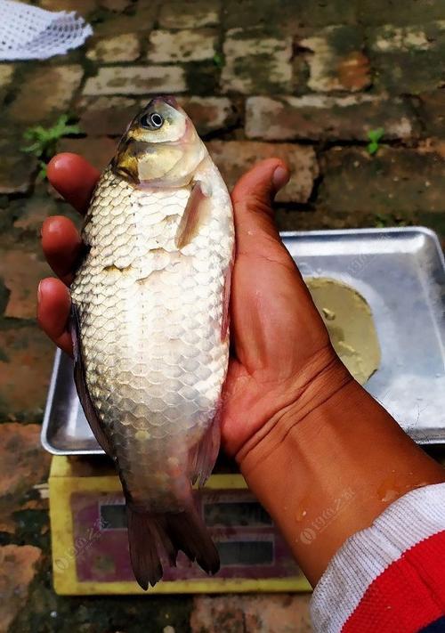 河坝钓鱼技巧教程？如何提高河坝钓鱼的成功率？  第2张