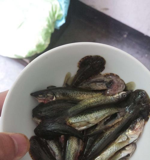 河坝钓鱼技巧教程？如何提高河坝钓鱼的成功率？  第1张