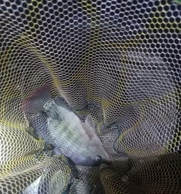 河坝钓鱼夜钓技巧有哪些？如何提高夜钓成功率？  第1张