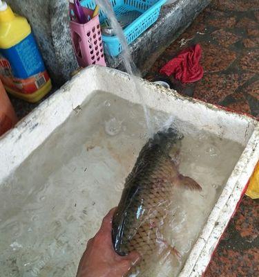 河边钓鱼技巧罗非鱼有哪些？如何提高钓获率？  第3张
