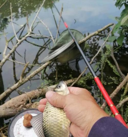 河边钓鱼技巧有哪些？最佳饵料选择是什么？  第3张