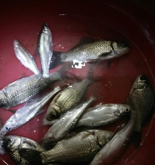 河边钓鱼抓鱼技巧有哪些？如何提高钓鱼成功率？  第3张